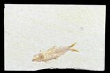 Detailed Fossil Fish (Knightia) - Wyoming #176379-1